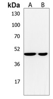 NCR3LG1 Rabbit Polyclonal Antibody