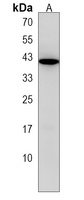 GDE1 Antibody