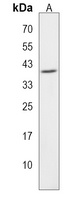 HNRNPA3 Rabbit Polyclonal Antibody