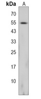 GRWD1 Antibody