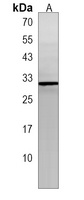 POMZP3 Rabbit Polyclonal Antibody