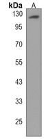 PCDHA2 Rabbit Polyclonal Antibody