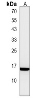 EMP1 Antibody