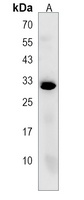PEF1 Rabbit Polyclonal Antibody