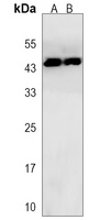 ESX1 Rabbit Polyclonal Antibody