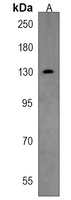 SALL1 Antibody