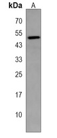 CRLF1 Antibody