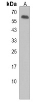 USP17L2 Antibody