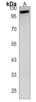 PKD2L1 Antibody