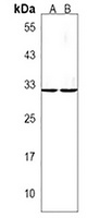 YBX3 Antibody