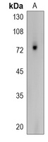 PDIA4 Rabbit Polyclonal Antibody