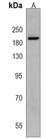 CD136 Rabbit Polyclonal Antibody