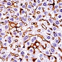 CD136 Rabbit Polyclonal Antibody