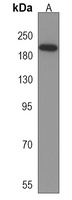 CD163b Antibody