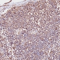 CD163b Antibody