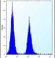 VASH2 Rabbit Polyclonal Antibody