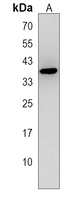 DNASE1L3 Antibody