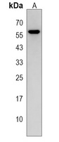 SMOC1 Antibody
