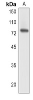 SAMD4B Rabbit Polyclonal Antibody
