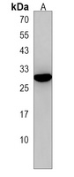 EMP2 Antibody