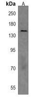 NPC1 Antibody