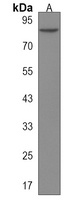 USP45 Antibody