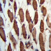 USP45 Antibody