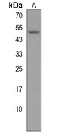 B3GNT1 Antibody