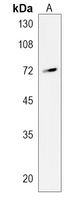 REPS2 Rabbit Polyclonal Antibody