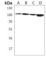 MMRN2 Rabbit Polyclonal Antibody