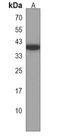 CLMP Antibody