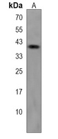TOR1B Rabbit Polyclonal Antibody