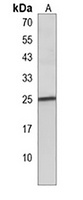 BCL2A1 Antibody
