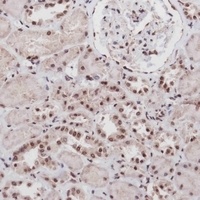 SIM1 Rabbit Polyclonal Antibody