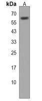 SLC15A3 Rabbit Polyclonal Antibody