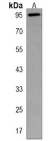 NCX3 Rabbit Polyclonal Antibody