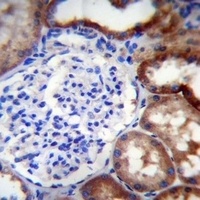 LINGO4 Rabbit Polyclonal Antibody