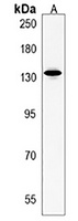 PLEKHH1 Rabbit Polyclonal Antibody