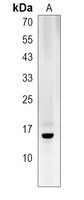 HIST1H2BO Rabbit Polyclonal Antibody