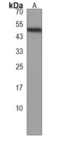 GABRR3 Rabbit Polyclonal Antibody