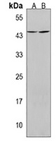 CCDC109B Rabbit Polyclonal Antibody