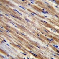 PAR3 Rabbit Polyclonal Antibody
