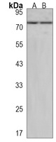 VWA2 Rabbit Polyclonal Antibody