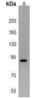 DCDC5 Rabbit Polyclonal Antibody