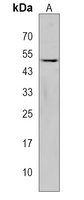 NUDT19 Antibody
