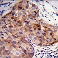 SCUBE2 Antibody