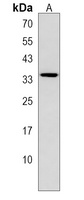 OXNAD1 Rabbit Polyclonal Antibody
