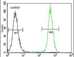 KRT25 Rabbit Polyclonal Antibody