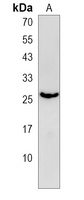 EMC7 Antibody