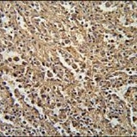 ENGASE Rabbit Polyclonal Antibody